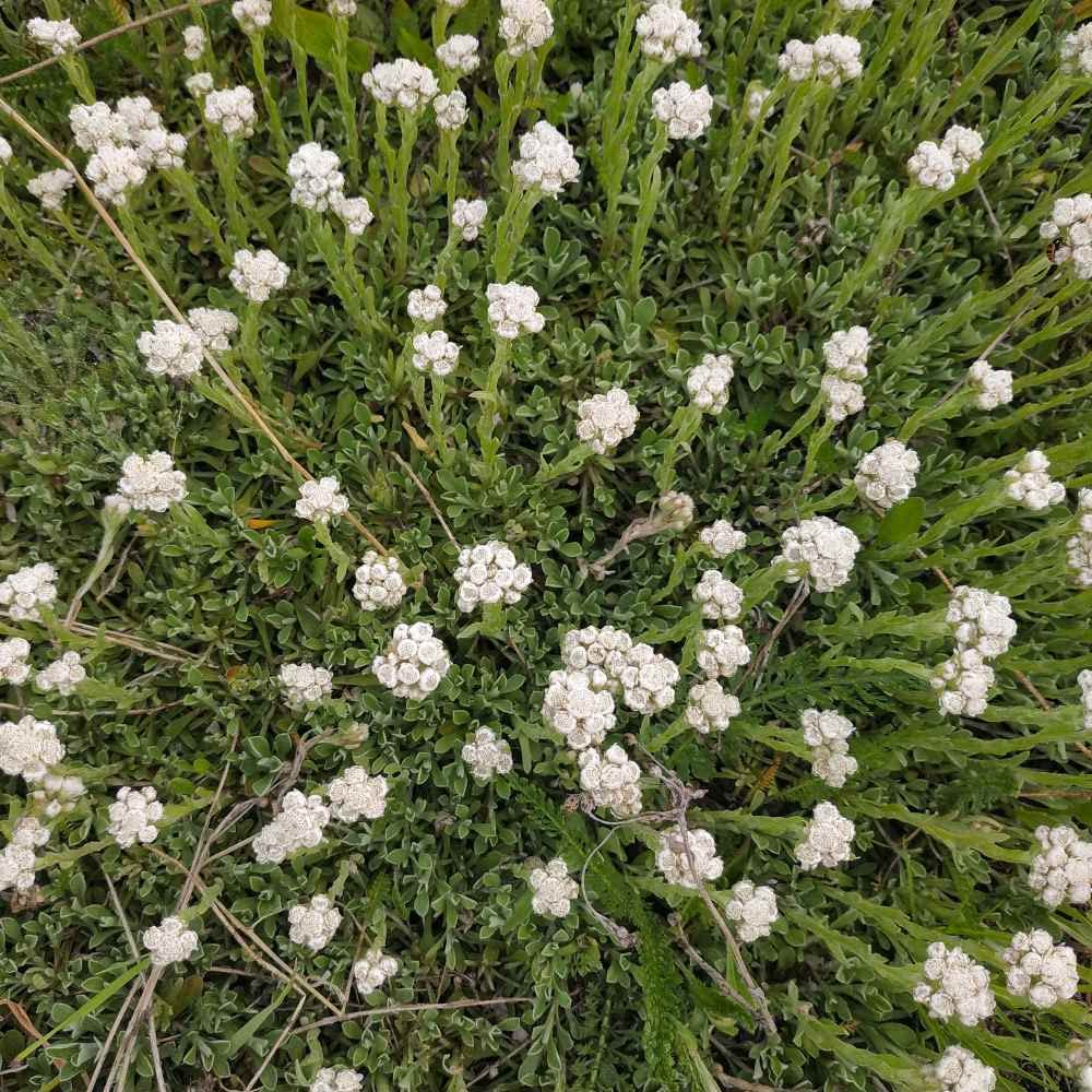 Pussytoes White Ground Cover Seeds for Planting (100 Seeds) - Antennaria Dioica