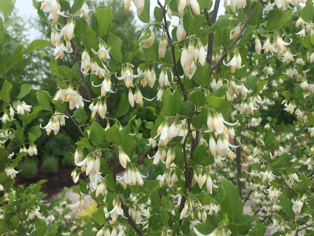 6 American Snowbell Bush Seeds for Planting - Styrax americanus - Elegent Weeping Flowers - Great for Garden or Yard