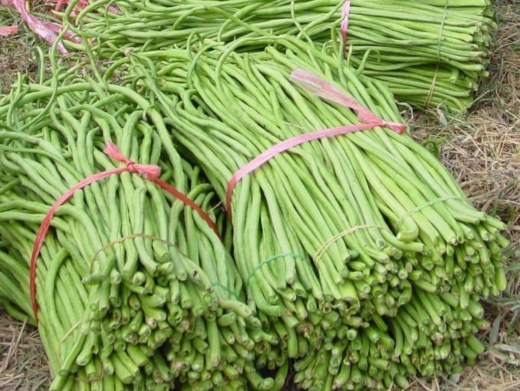 Yardlong Bean (Asparagus Bean, Snake Bean, Chinese Long Bean) 100 Seeds