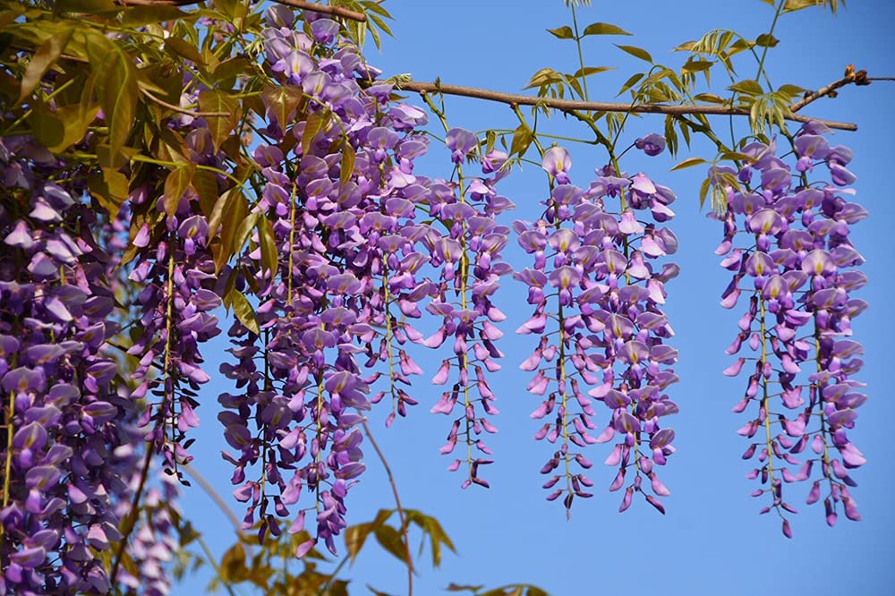QEBIDVL Wisteria Vine Seeds|Blue Moon Wisteria Vine Seeds|Highly Prized Flowering Bonsai|DIY Gifts Flowering Bonsai Tree Seeds|Spectacular Decoration for Pergola?10pcs?