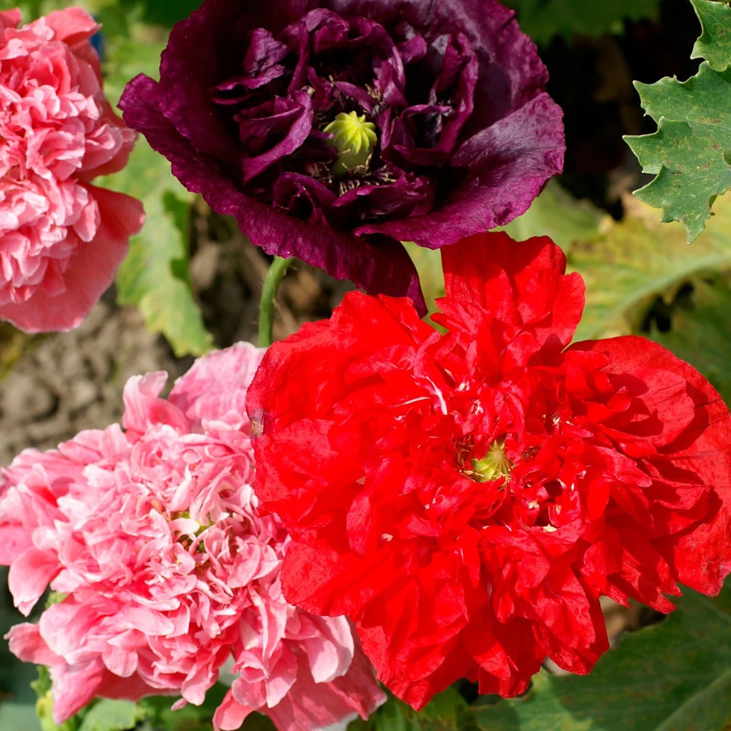 Poppy Flower Seeds for Planting - Rare Strains (50 Seeds per Packet)