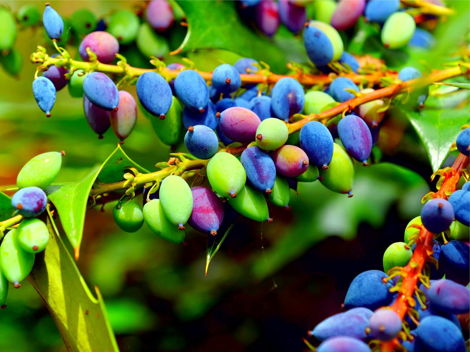 20 Oregon Grape Seeds for Planting - Stunning Ornamental Fruit Bearing Plant - Berberis bealei, Barberry, Leatherleaf mahonia