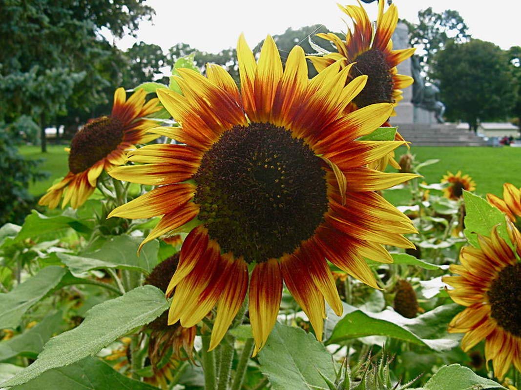 Dwarf Red Giant Sunflower Seeds (20 pack) Exotic Red Sunflower, Multiple Heads per Plant - Very Eye Catching, Autumn Beauty