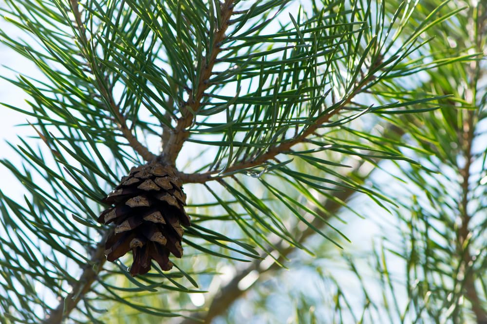 Loblolly Pine Tree Seedlings for Planting - Attractive Evergreen Trees