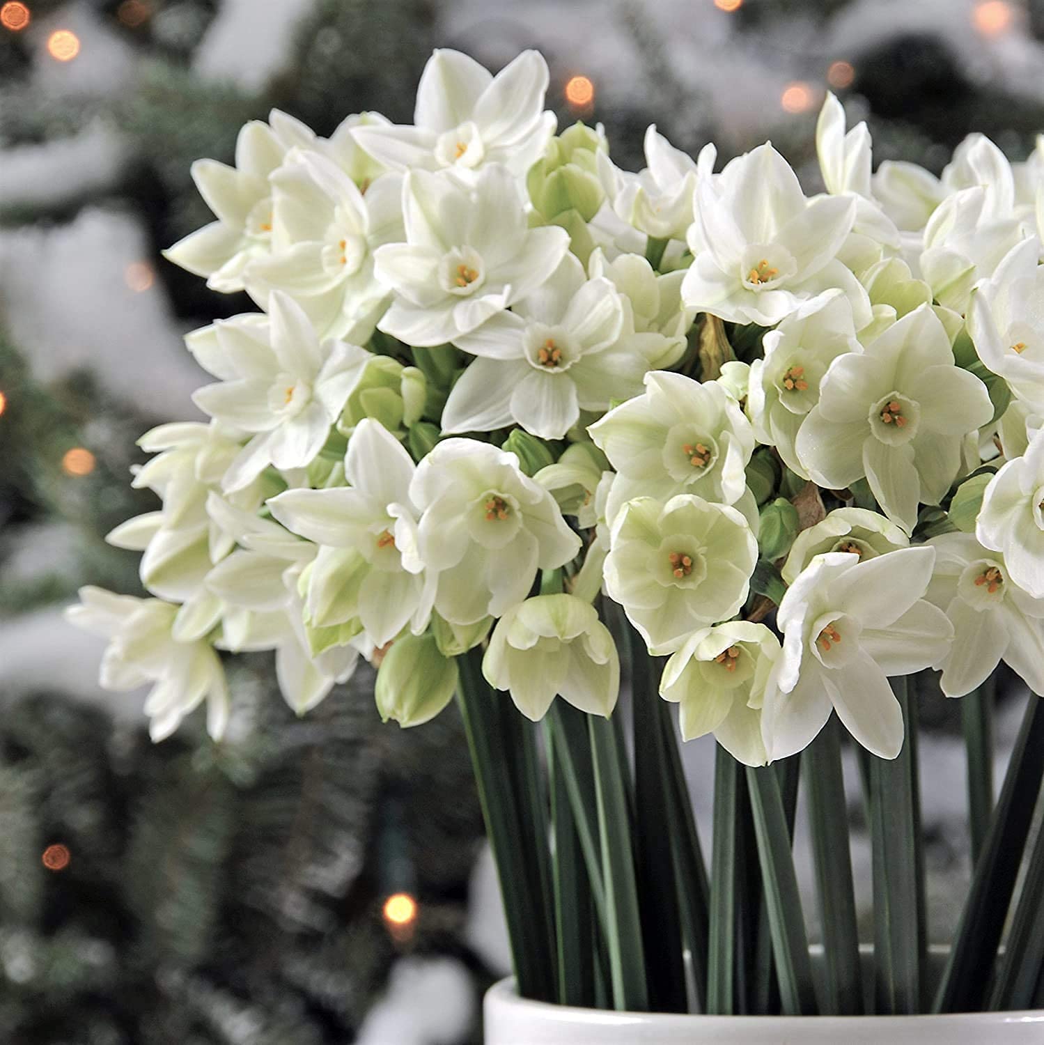 50 Ziva Paperwhite Bulbs - Fast Flowering Indoor Blooms - Largest Bulbs Available - Paperwhite Bulbs for Forcing Indoors, Bonsai Plant