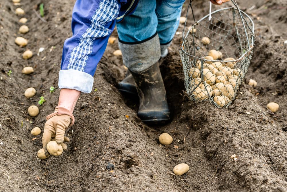 Yukon Gold Seed Potatos for Planting - Easy to Grow (5 Pounds)