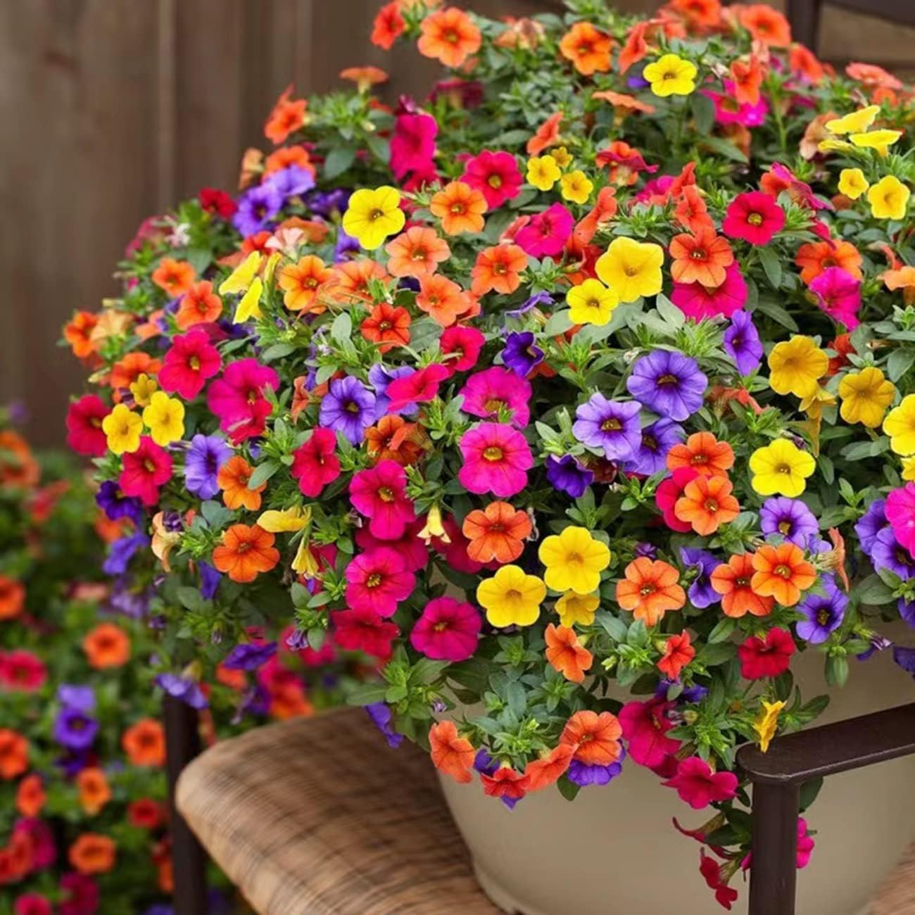 2,000+ Petunia Seeds - Mixed Rainbow Color, Bonsai, Grandiflora Flowers, 1500 mg Heirloom Seeds, Flower Seeds, Pollinator Garden, Open Pollinated, Non-GMO, Indoor and Outdoor