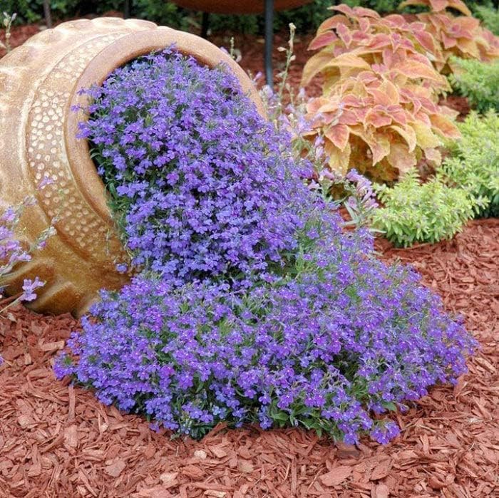 200 Fountain Blue Lobelia Seeds for Planting - Cascading Flowers Perfect for Baskets, Pack of 200 Seeds