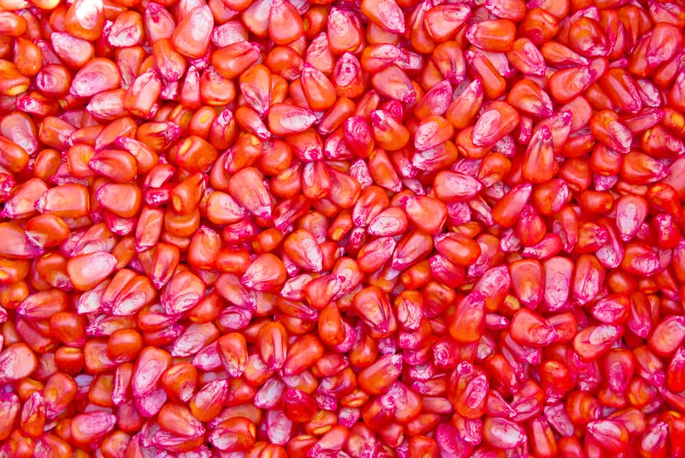 Yellow Dent Corn Seeds for Planting - Treated Seeds - Excellent Hybrid for Big Yields