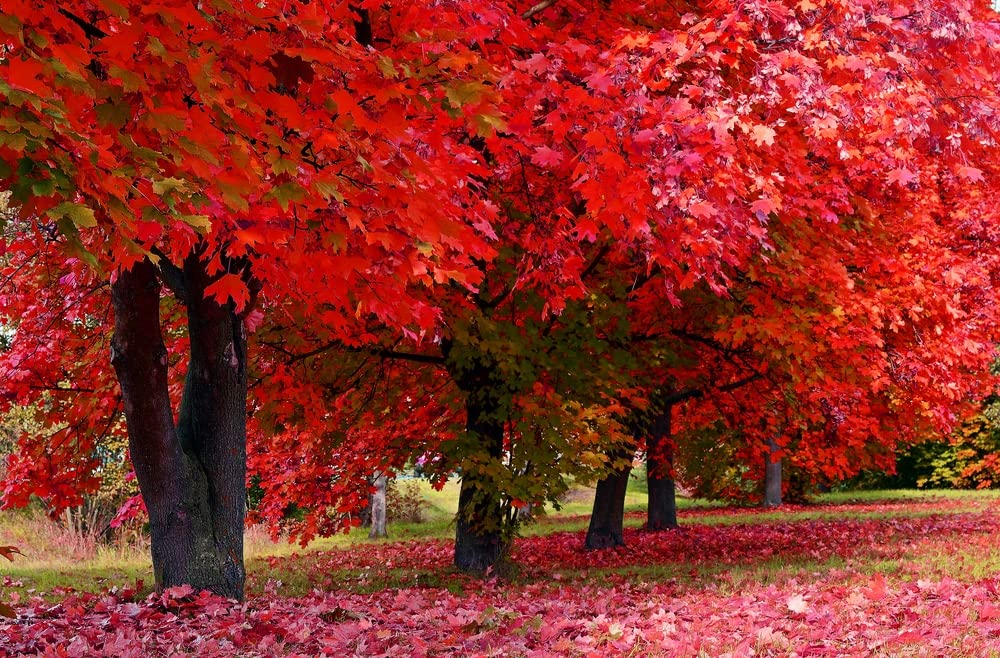 30 Red Maple Tree Seeds - Made in USA, Ships from Iowa