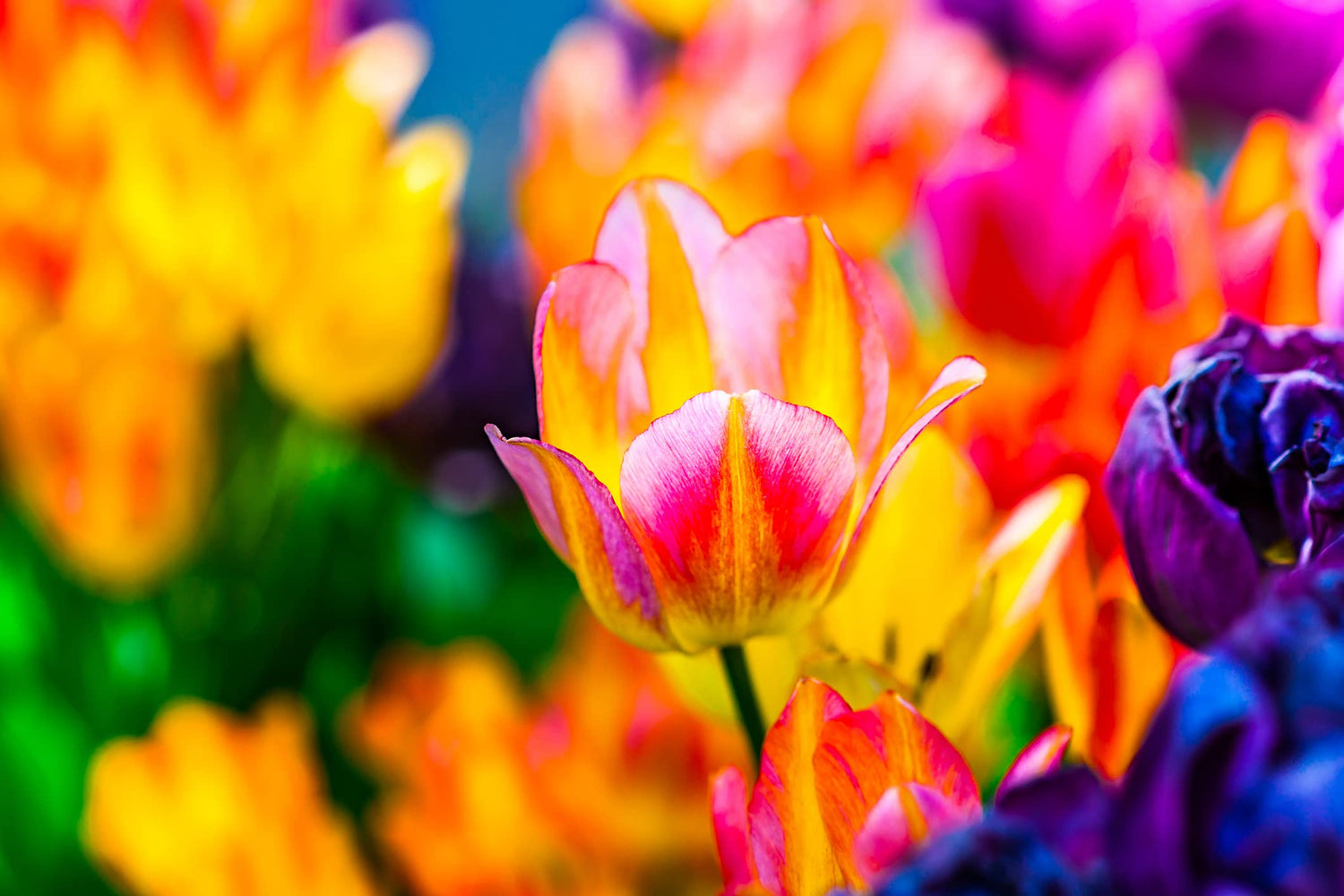 Tulip Bulbs 10 Pack - Purples, Pinks, Yellows Blend - Ships from Iowa - Beautiful Perennial Tulip Flower Bulbs for Planting
