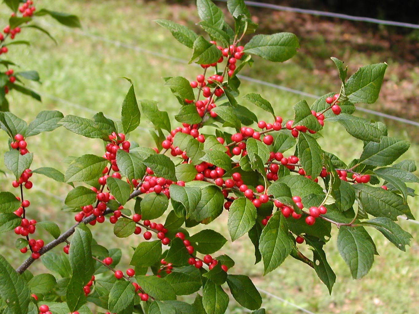 Winterberry (Ilex verticillata) 250mg (40 Seeds) for Planting, Open Pollinated, Heirloom, Non-GMO, Celastrales, Aquifoliaceae - Holly Family, Michigan Holly. Christmas Berry.