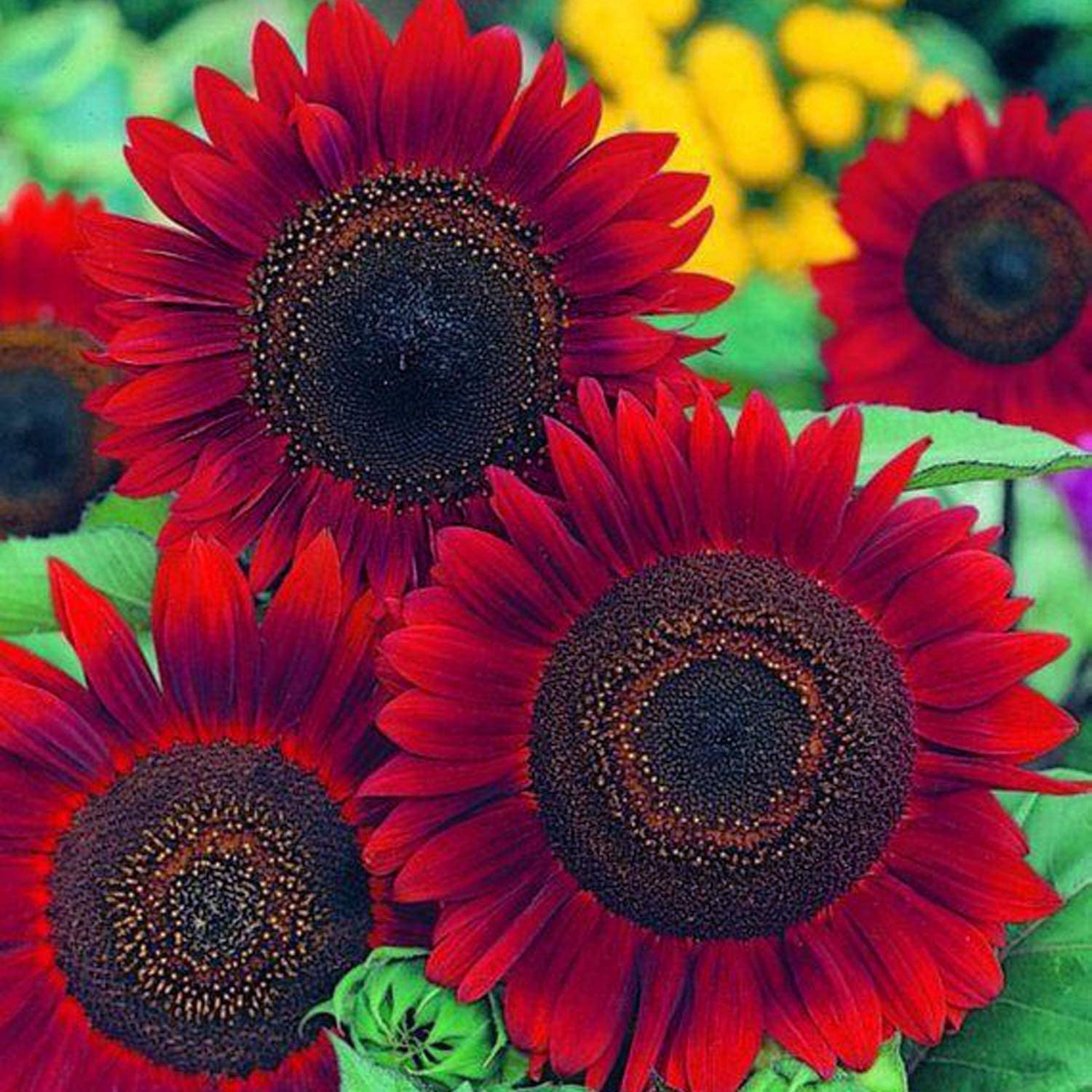 Red Sun Sunflower 20 Seeds - Helianthus Annuus Flowers to Plant, Eye Catching Non GMO Open Pollinated Decorative Plant, Red Sunflower Seeds for Planting