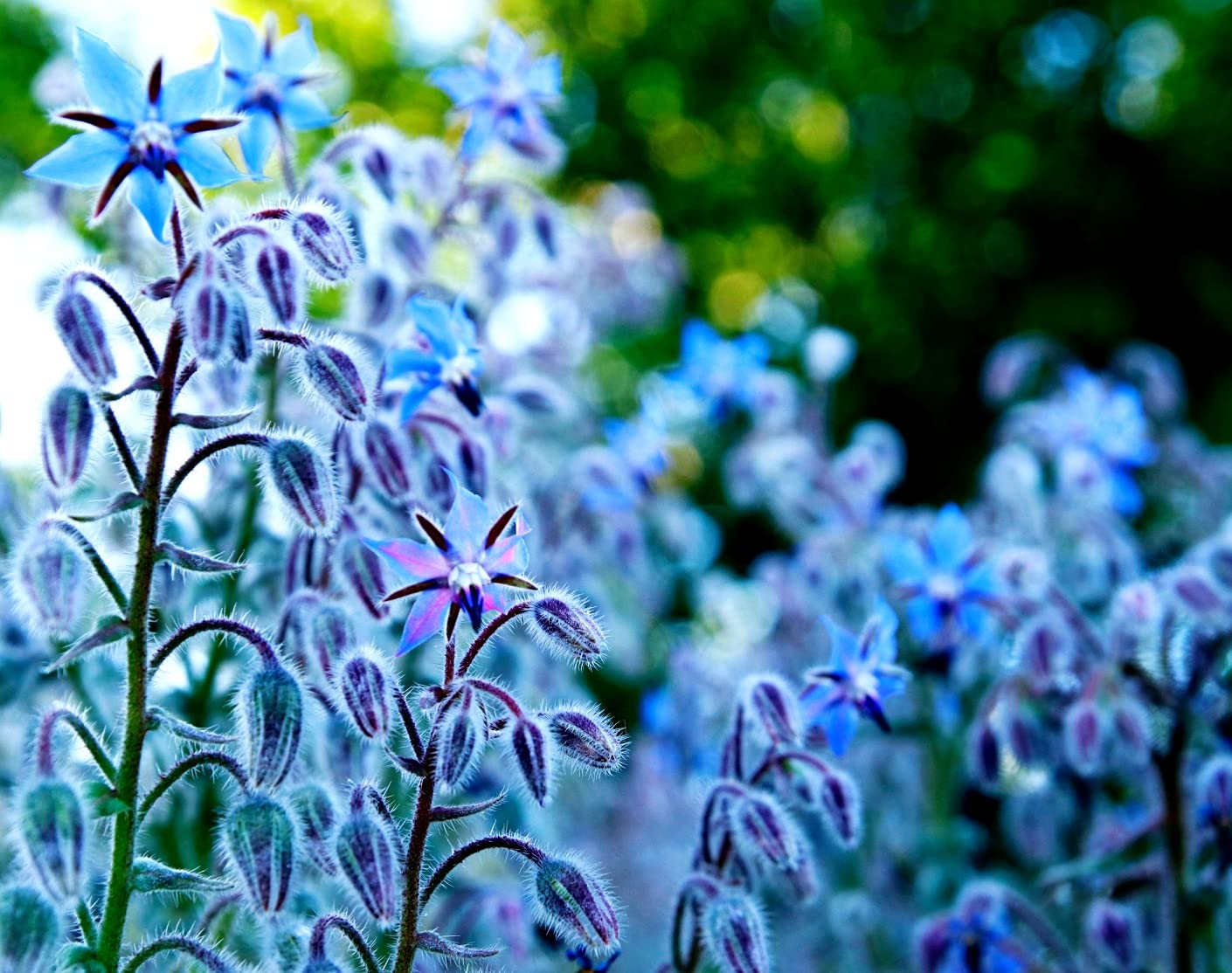 200 Borage Seeds - Star Flower - Open Pollinated Non-GMO Wildflower Seeds - Borago officinalis