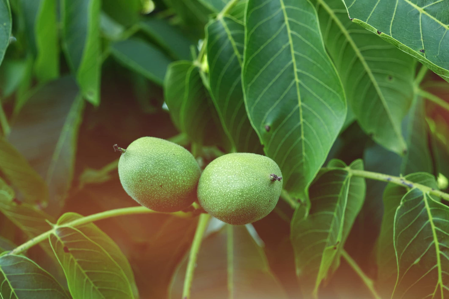 Carpathian Walnut Seeds for Planting - 5 Seeds - Juglans regia Carpathian