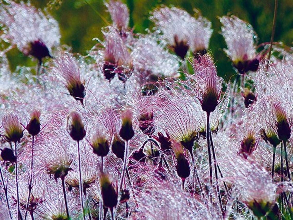 25 Prairie Smoke Seeds | Ships from Iowa. Rare and Hard to Find Geum triflorum Seeds - Native Wildflower