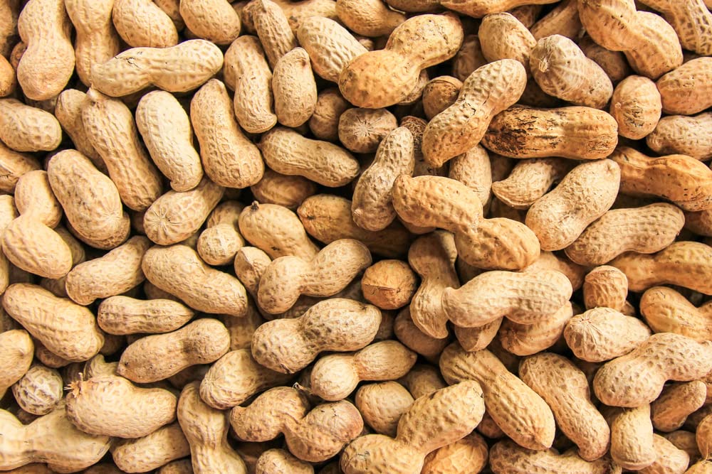 10 Peanut Seeds in The Shell for Planting - Grow Your Own Peanuts - Outdoor Home Gardens | Planting Instructions Included