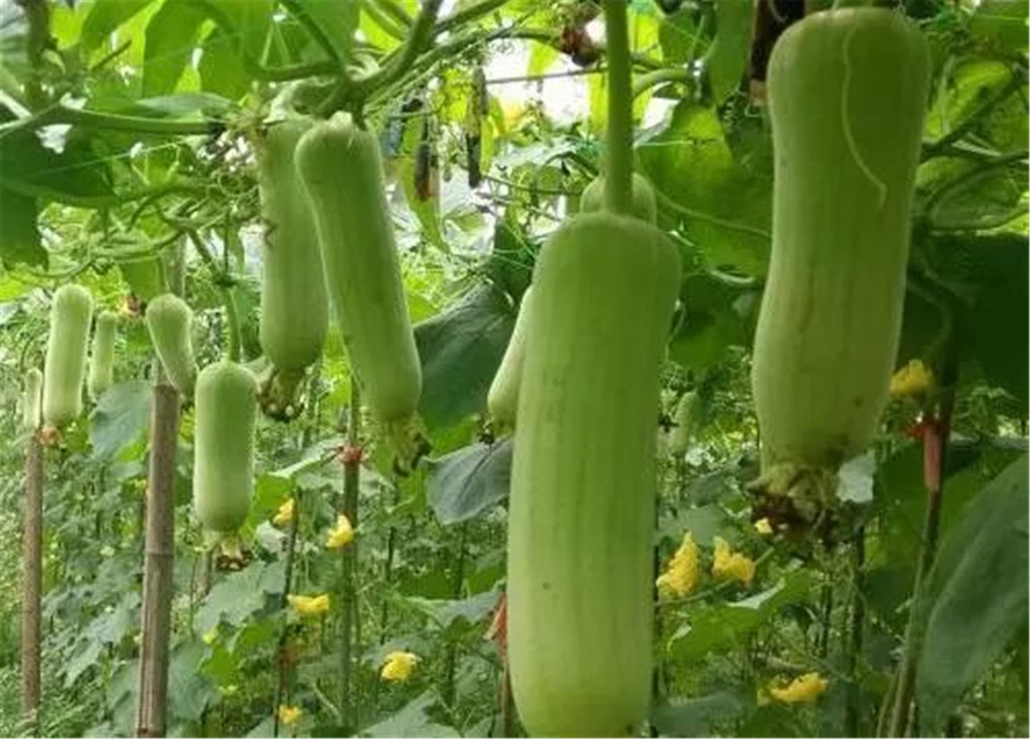Vegetables Seeds Garden Plants Luffa cylindrica Loofah Seeds 20+ Pcs