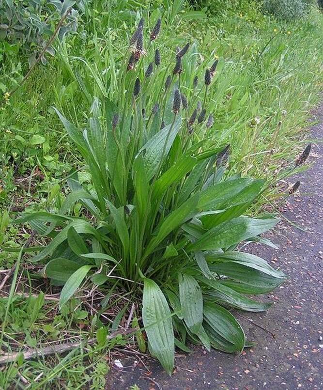 Narrowleaf Plantain Seeds for Planting (50 Seeds) - Ribwort Plantain Plantago lanceolata- Ships from Iowa, USA