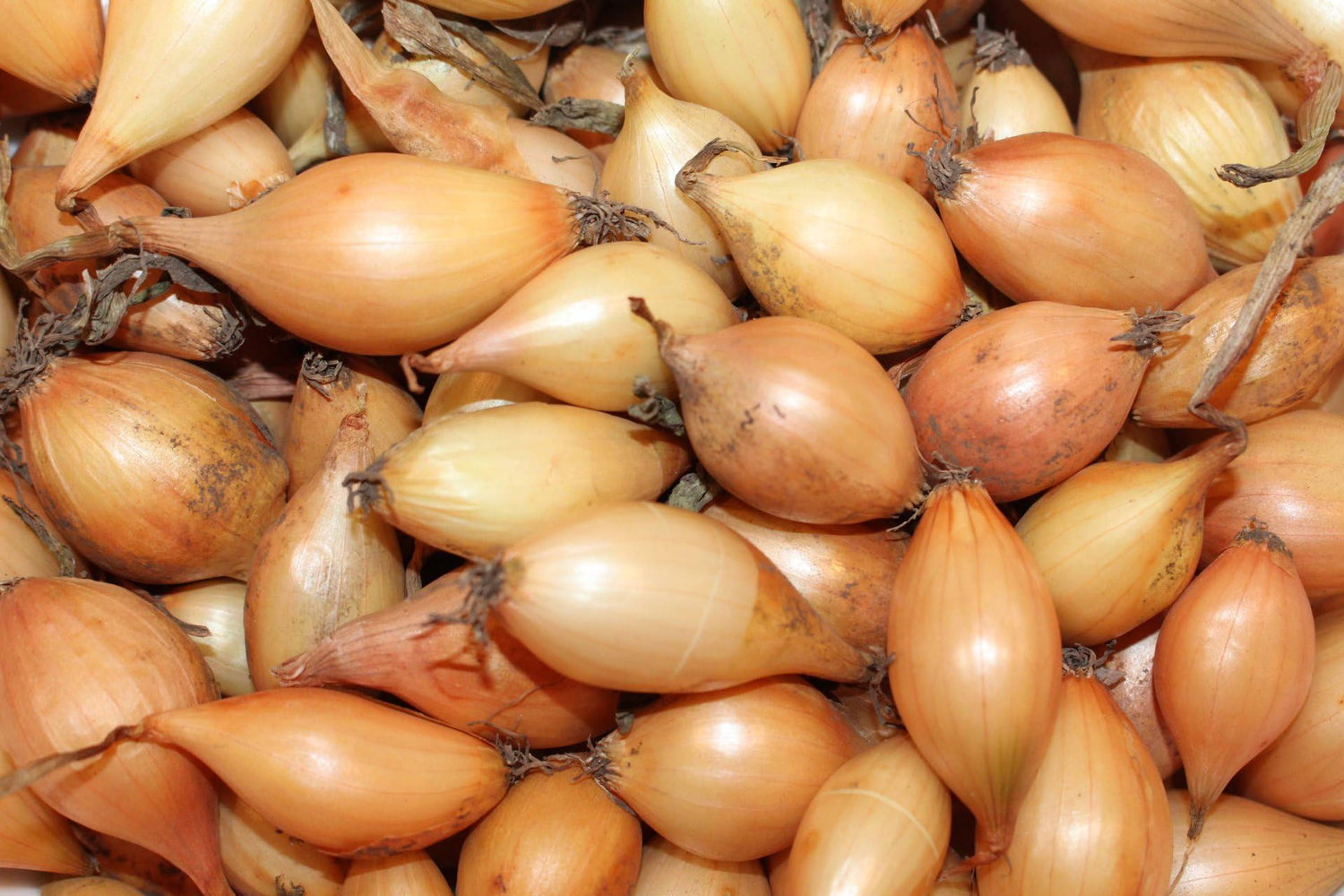 Globe Onion Sets for Planting - Easy to Grow Vegetables