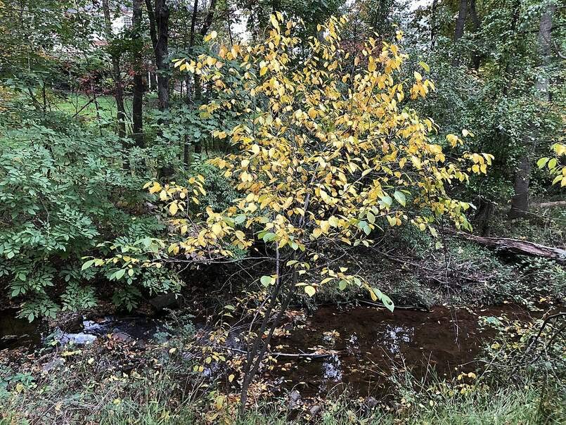 Spicebush Bush Seeds for Planting - Lindera Benzoin - Made in USA, Ships from Iowa