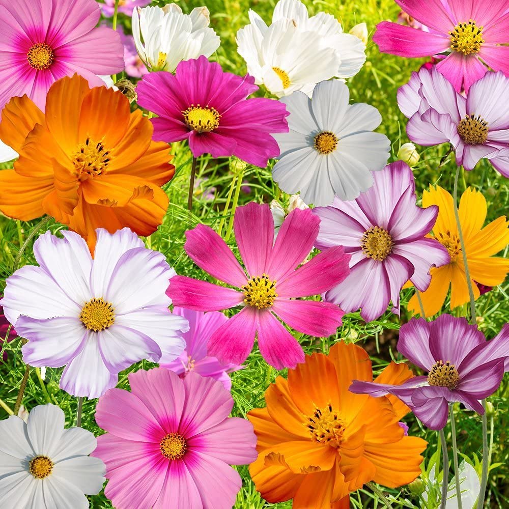 Bulk Seeds, Crazy Mix Cosmos (Cosmos bipinnatus) Non-GMO Seeds - Ships from Iowa, USA