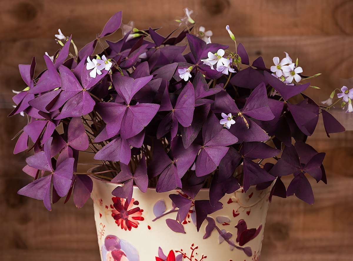 Oxalis Triangularis (10 bulbs) - Purple Shamrocks for Indoors or Out!