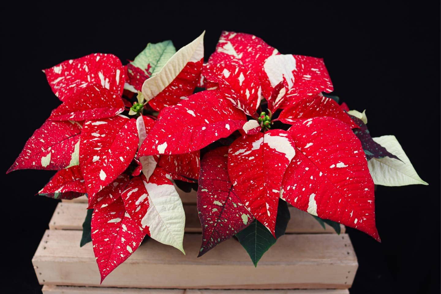 Live Poinsettia in Gold Wrapped Pot, 6" Diameter - Great Holiday Gift, Classic Christmas Decor, Xmas Flower, Easy Care Vibrant Live Plant