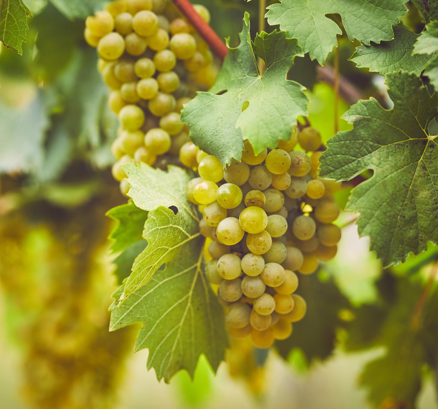 White Grape Vine Plant for Growing- 1 Year Seedling of Niagra White Grape - Ready to Plant