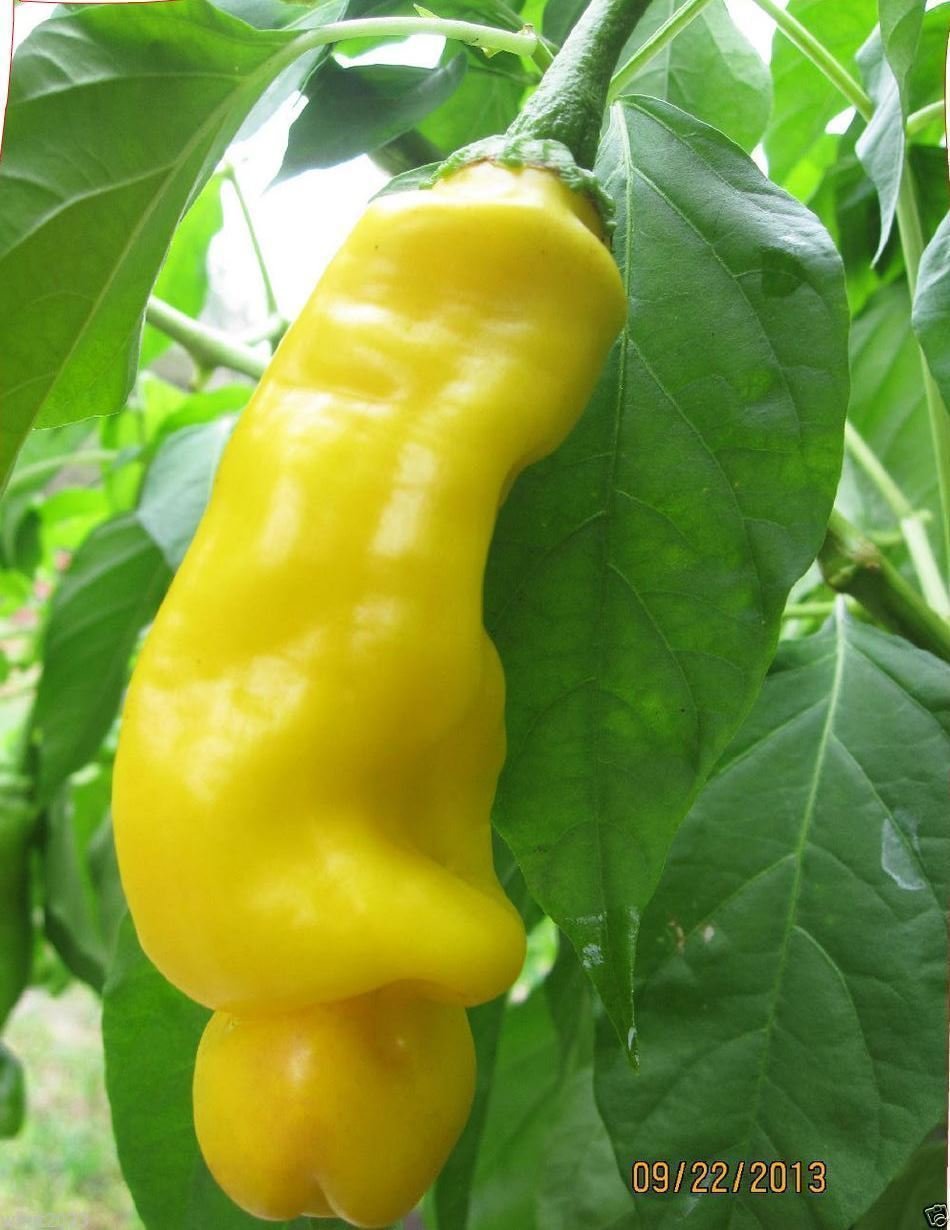 Peter Pepper Seed,Yellow,a.k.a.The Peter Pepper or Penis Pepper,Capsicum annuum.(25 Seeds)