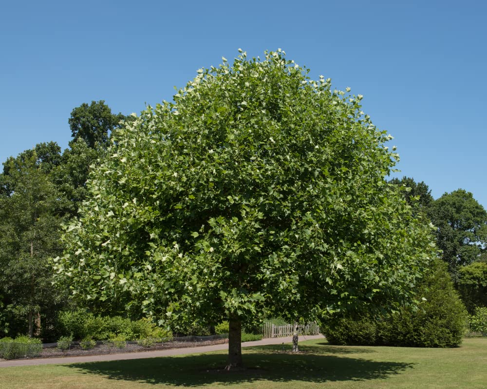 25 Tulip Poplar Seeds for Planting - Stunning Tulip Shaped Flowers - Fast Growing Tree