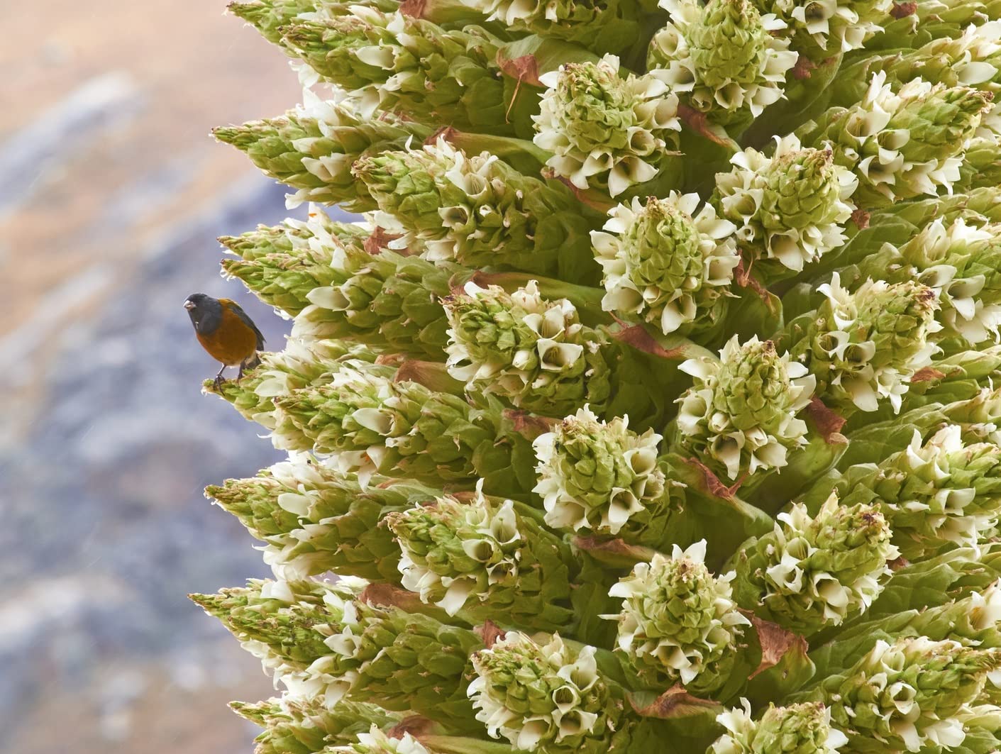 10 Queen of The Andes Seeds for Planting - Grow Rare and Exotic Puya