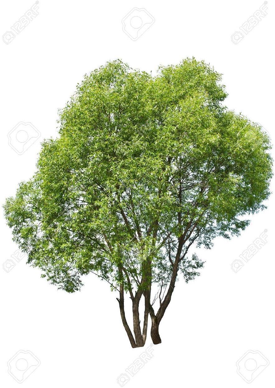 20 Thin Hybrid Willow Trees - Pencil Sizer or Smaller - Grow 20 Trees