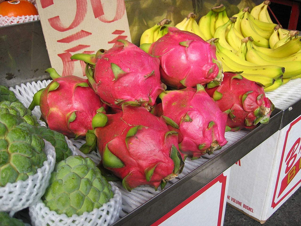 100+ Dragonfruit Seeds (Pitaya/Pitahaya/Strawberry Pear) Hylocereus Undatus Cactus Seeds - Grow Dragon Fruit