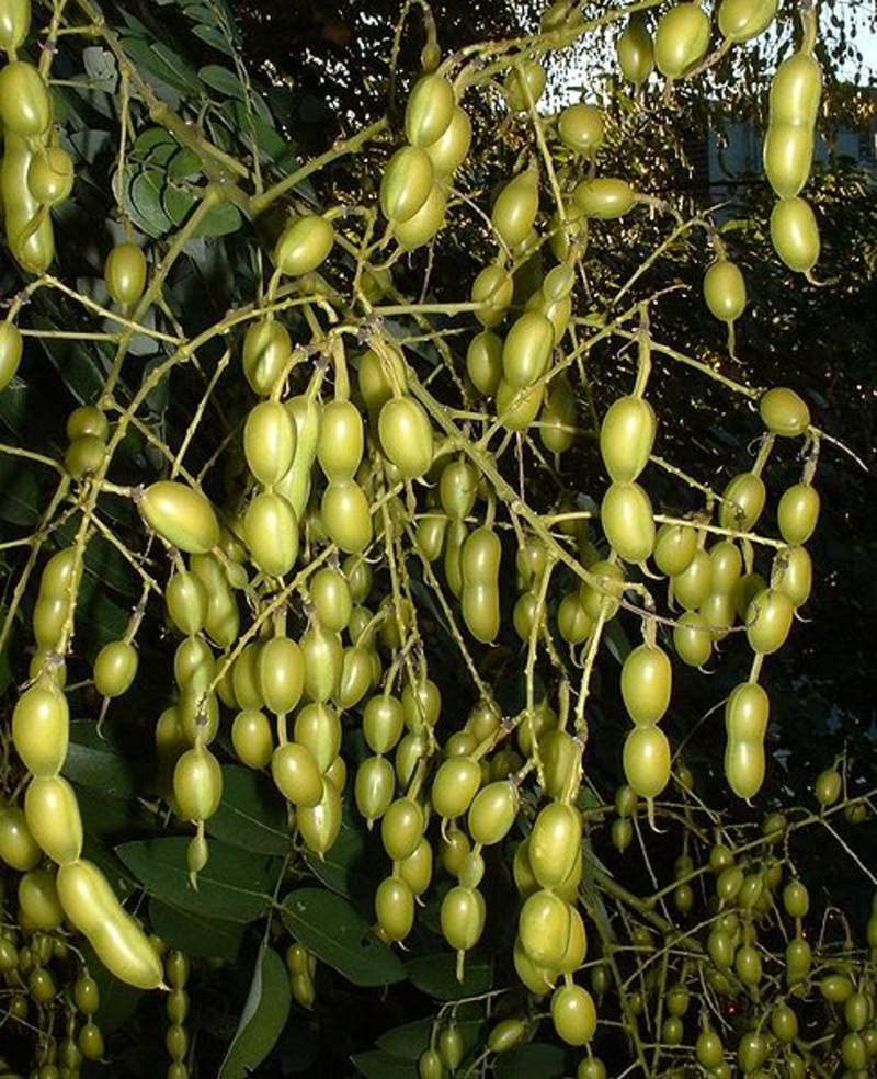 10 Japanese Pagoda Tree Seeds - Styphnolobium japonicum