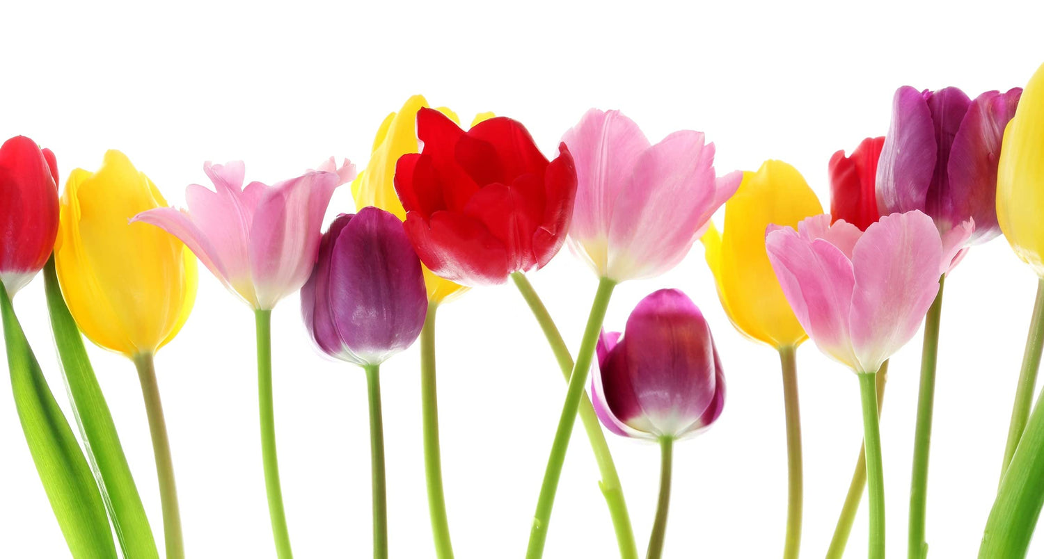 50 Mixed Color Tulip Bulbs for Planting - Easy to Grow - Made in USA, Ships from Iowa