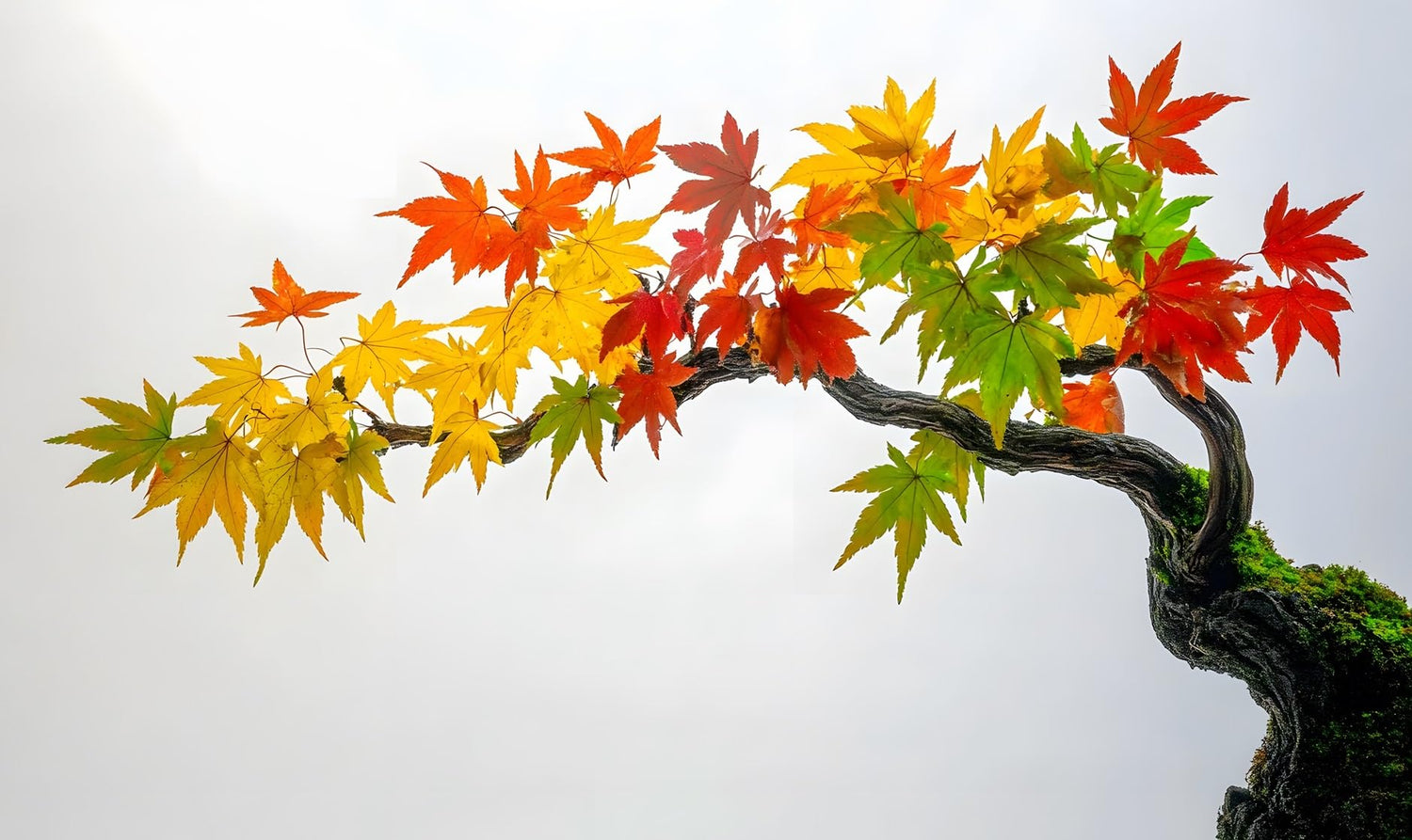 30 Japanese Maple Tree Seeds for Planting