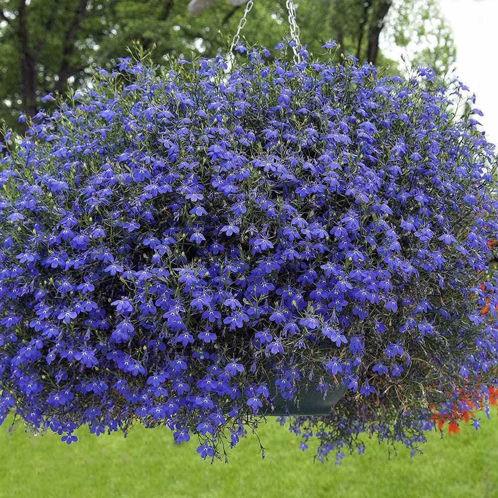 Blue Carpet Lobelia Seeds for Planting (100 Seeds) - Stunning Blue Carpet Flower - Lobelia Erinus Blue Carpet