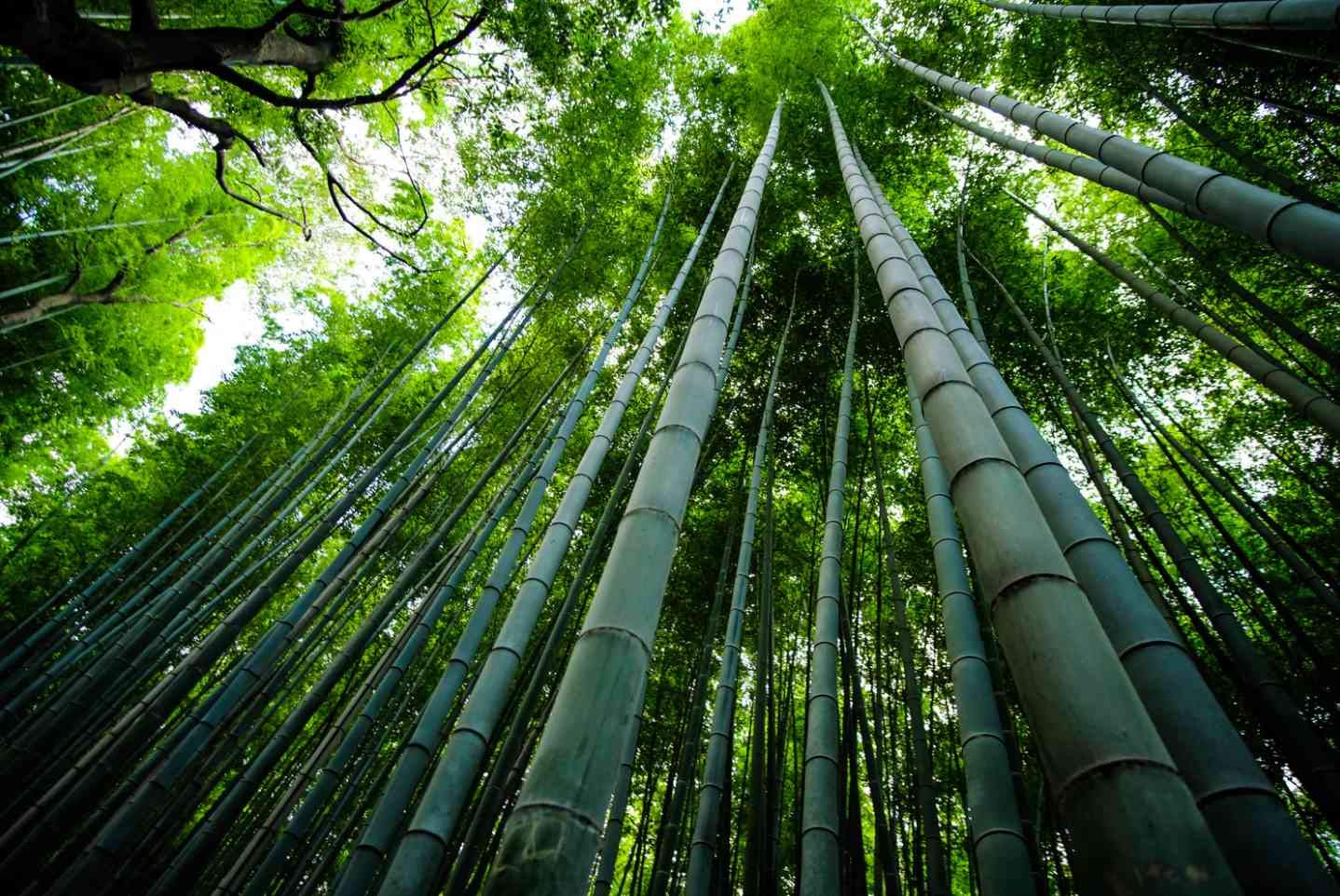 Giant Bamboo Seeds for Planting - 50+ Seeds - Grow Giant Bamboo, Privacy Screen, Good for Environment - Ships from Iowa