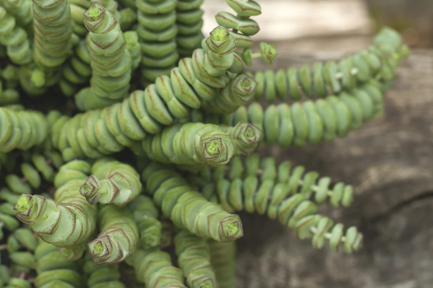 String of Buttons Succulent, 2 Inch Pot - Easy to Grow Succulent - Crassula Perforata