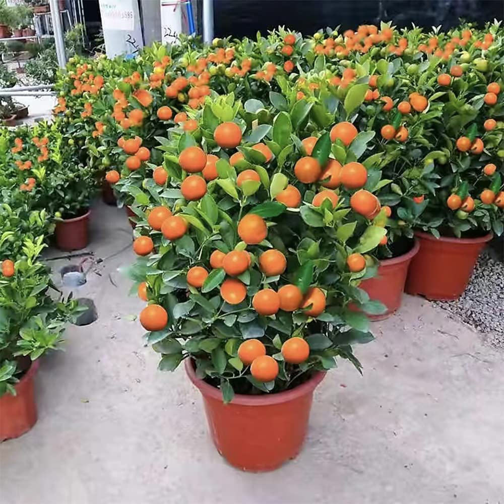 30 pcs Dwarf Bonsai Orange Tree Seeds for Planting…