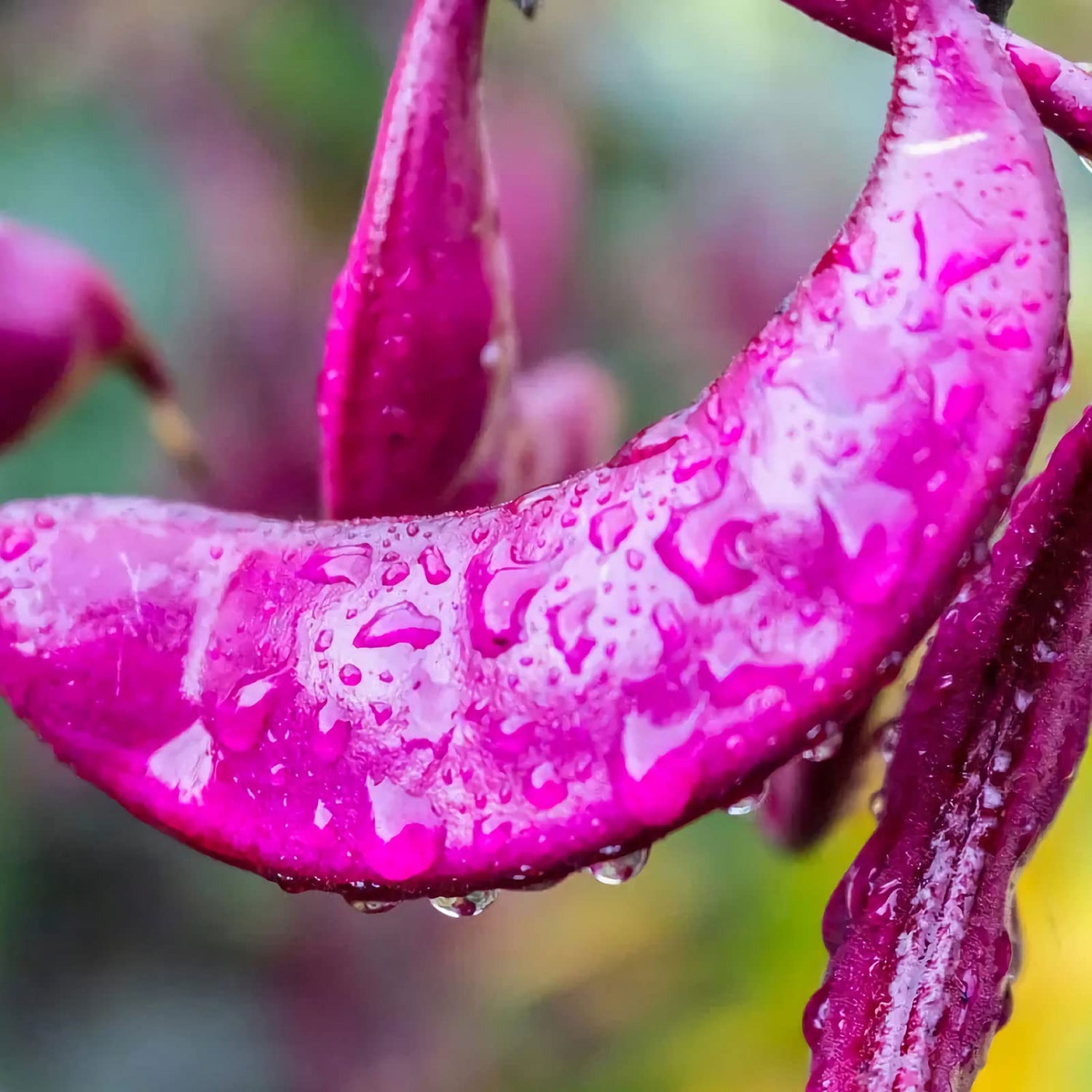 30 Pcs Non-GMO Purple Hyacinth Bean Seeds Red Leaved Plant Vine Seeds Purple Flower Lablab purpureus Vegetable Seeds