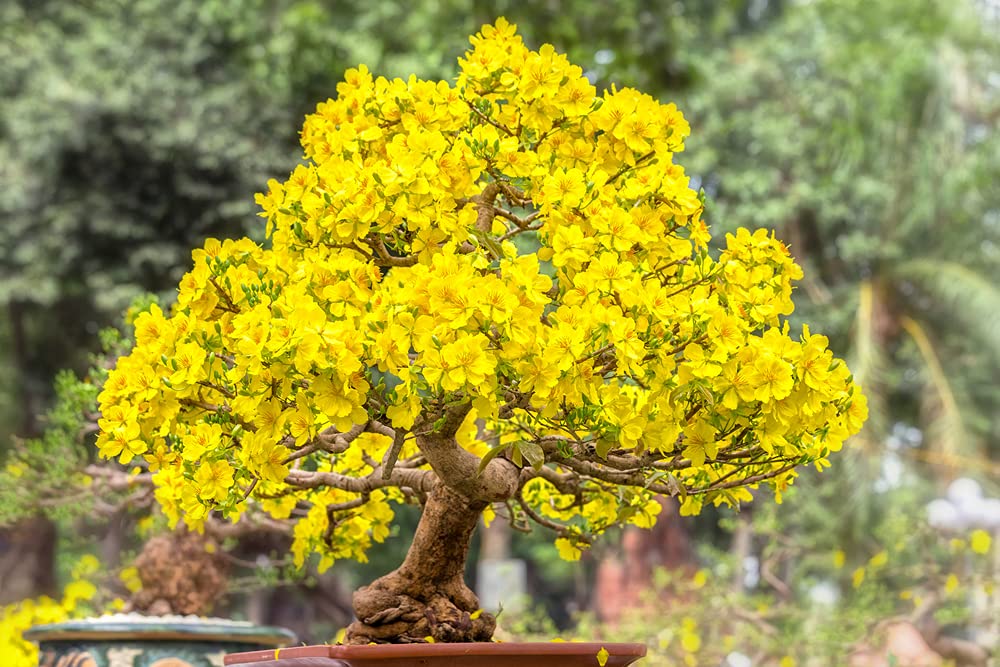 Apricot Bonsai Tree Seeds - 3 Large Seeds for Planting - Stunning Yellow Flowers and Fruit Bearing.