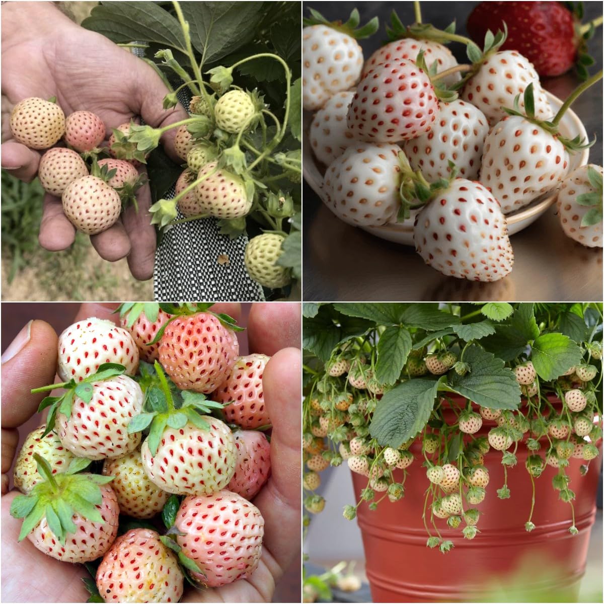 Pineberry Plants for Growing, White Strawberry (10 Plants