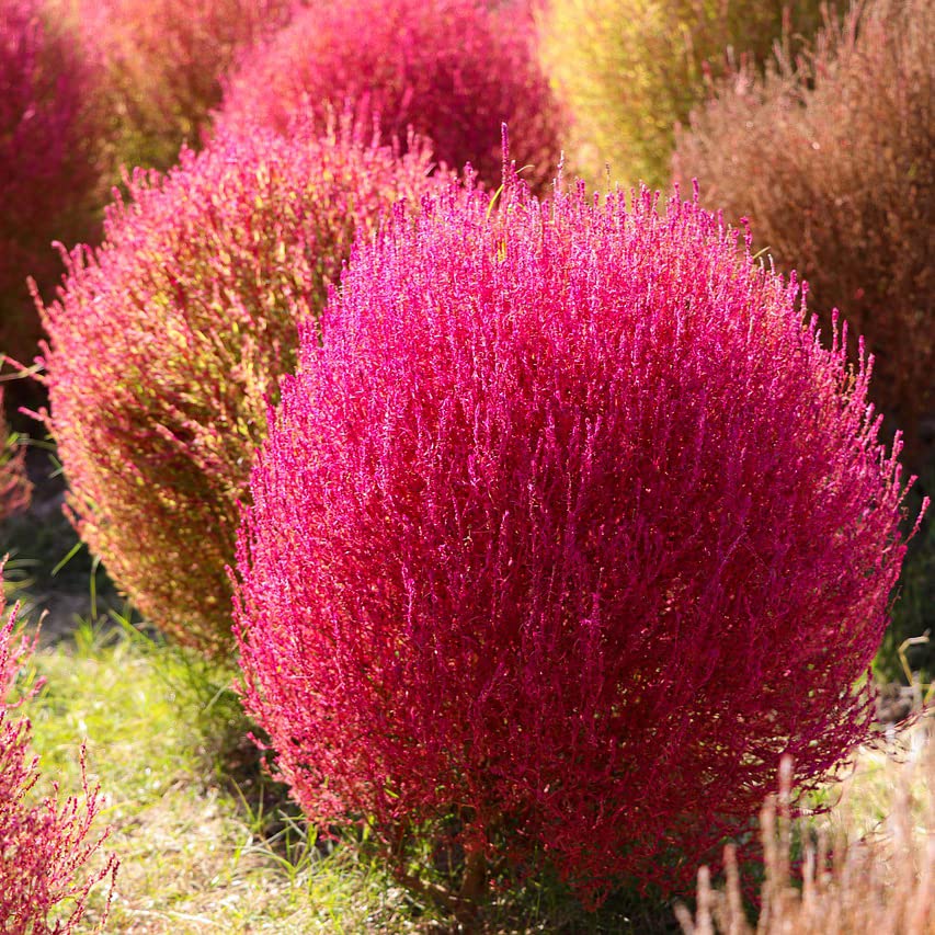 100 Burning Bush Seeds - (GREEN) Summer Cypress, kochia scoparia