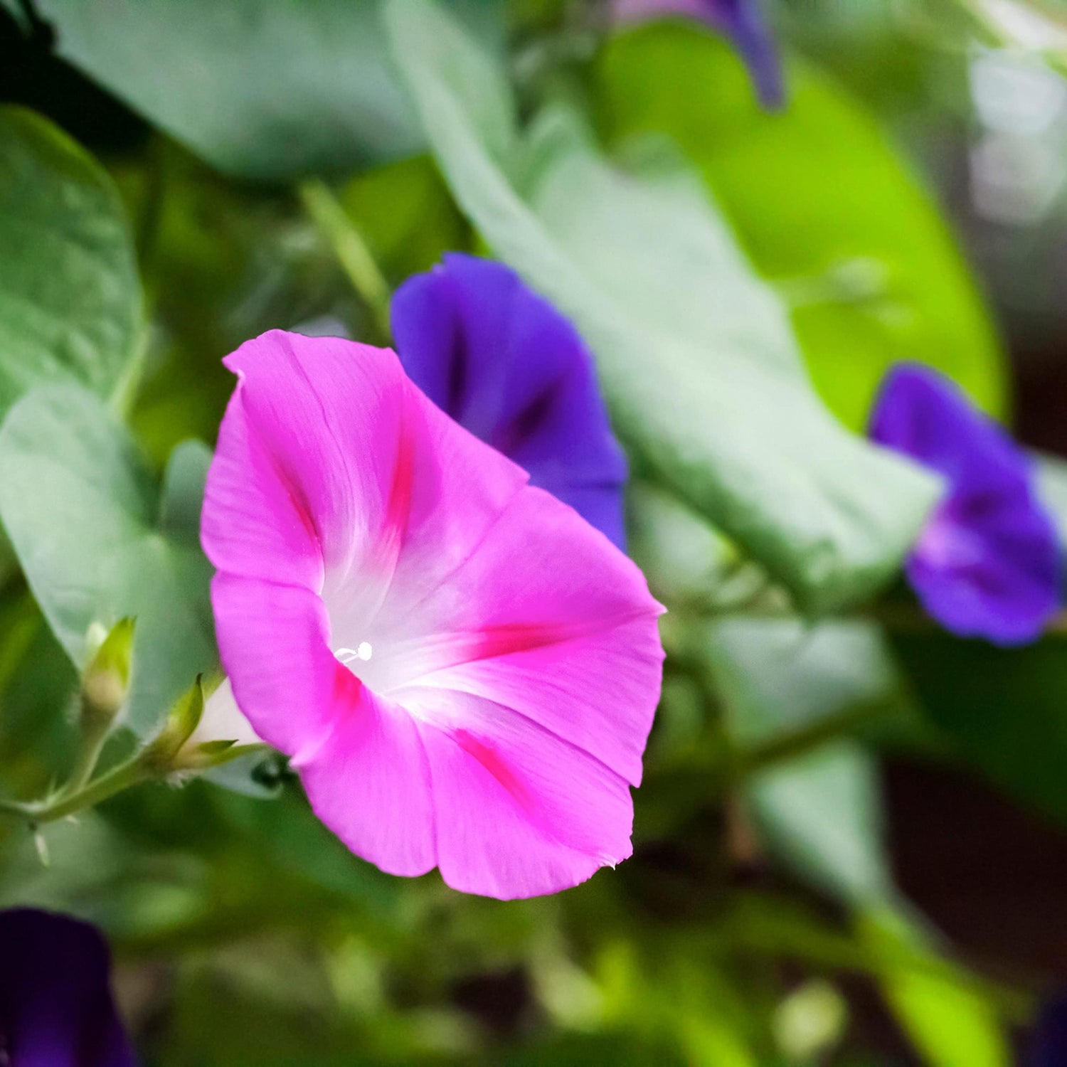 Rare Flower Morning Glory Mix Seeds, 50 Seeds, Heirloom Bonsai Big Petunia Beautiful Garden Flowers-Land Miracle