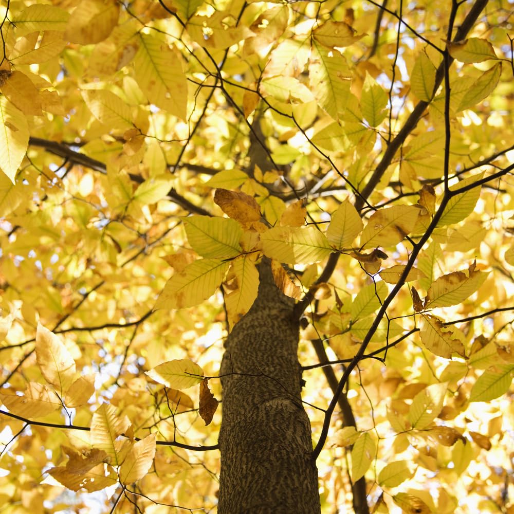 American Beech Tree Seedlings for Planting - Attractive and Hardy Trees