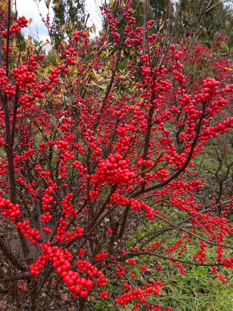 30 Winterberry Bush Seeds for Planting - Ilex verticillata - Essential Winter Food for Birds, Very Attractive Red Berries