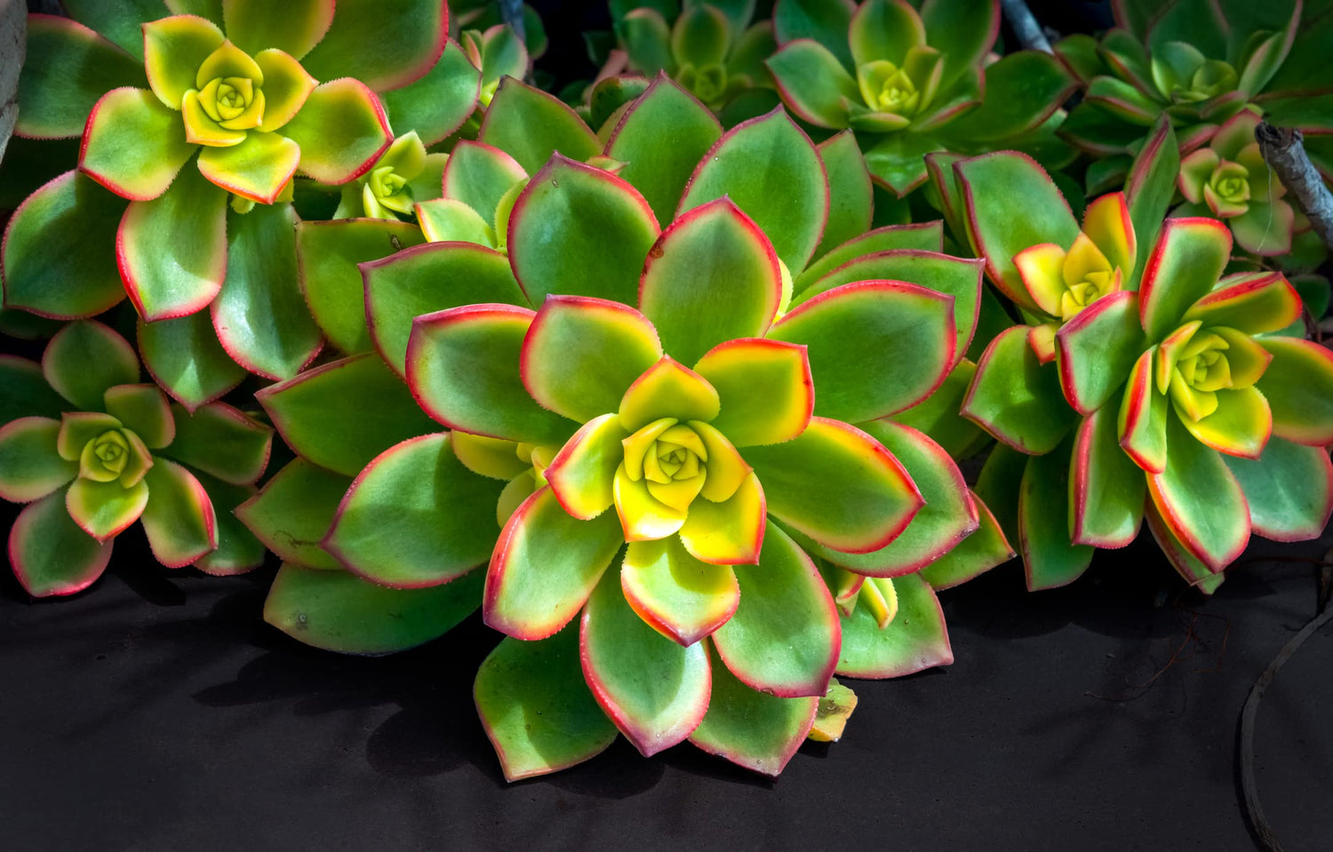 Kiwi Aeonium Seeds for Planting - 30 Seeds -Aeonium percaneum - Ships from Iowa, USA - Grow Exotic Succulent Cacti Bonsai