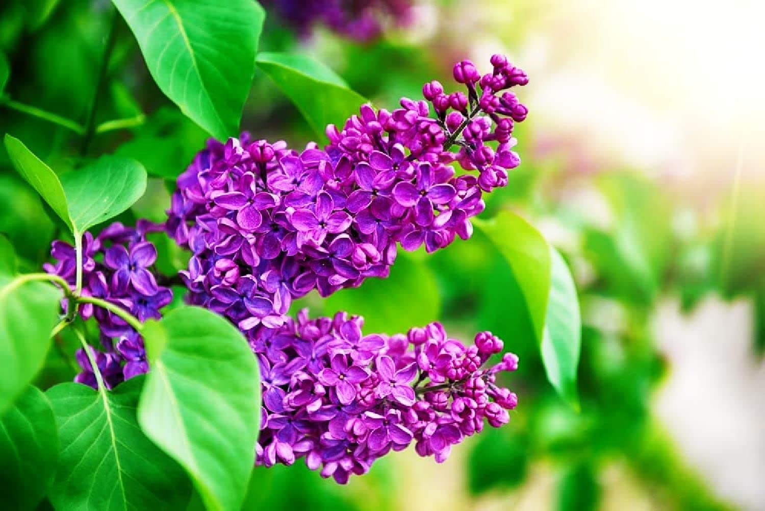 40 Purple Lilac Seeds for Planting - Stunning Purple Flowers, Great for Landscaping or Bonsai Specimen